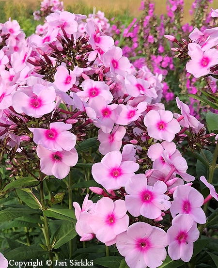 Phlox paniculata 'Bright Eyes', syysleimu